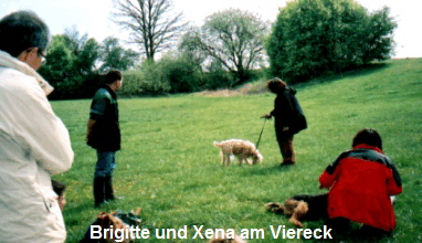 Brigitte und Xena am Viereck