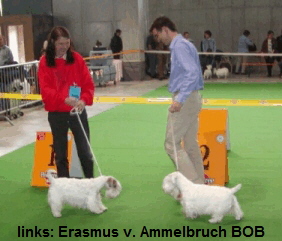 links: Erasmus v. Ammelbruch BOB