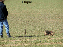 Chipie ........