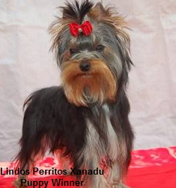 Lindos Perritos Xanadu
Puppy Winner