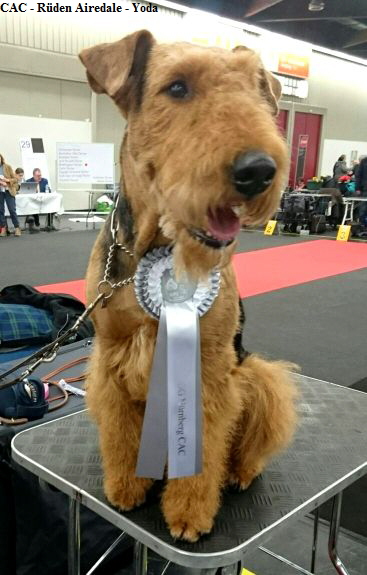 CAC - Rüden Airedale - Yoda