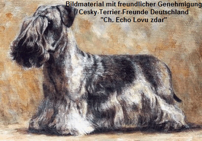 Bildmaterial mit freundlicher Genehmigung
 Cesky-Terrier-Freunde Deutschland 

